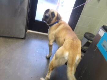 PIPSQUEAK -  Mastiff and Mixed Breed Dog for Adoption in Tulsa, Oklahoma - PIPSQUEAK | PetCurious