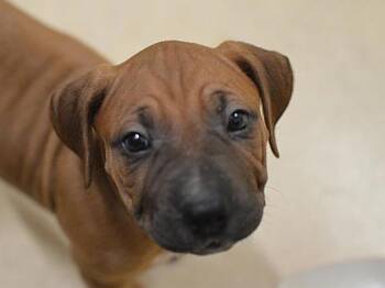Engstler -  Pit Bull Terrier and Mixed Breed Dog for Adoption in Portland, Oregon - Engstler | PetCurious