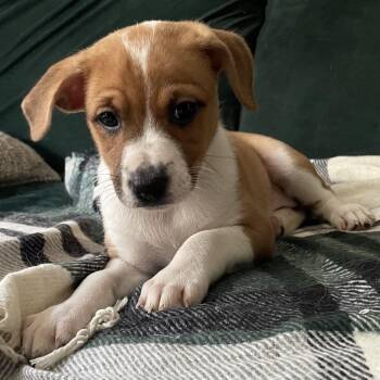 Polka Dot-ito -  Mixed Breed Dog for Adoption in Fredericksburg, Virginia - Polka Dot-ito | PetCurious