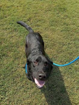 Mustaine -  Retriever Dog for Adoption in Evansville, Indiana - Mustaine | PetCurious