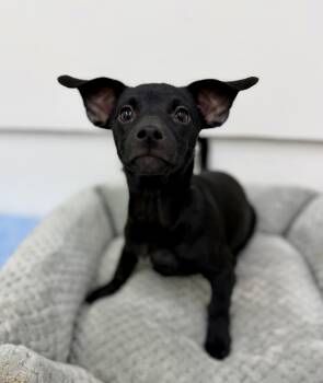 Hudson -  Chihuahua Dog for Adoption in Sonora, California - Hudson | PetCurious