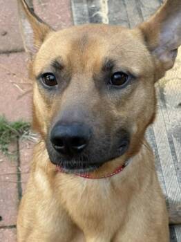 Rambo -  Shepherd Dog for Adoption in Douglasville, Georgia - Rambo | PetCurious