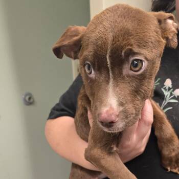 Daphne -  Pit Bull Terrier Dog for Adoption in Waldorf, Maryland - Daphne | PetCurious