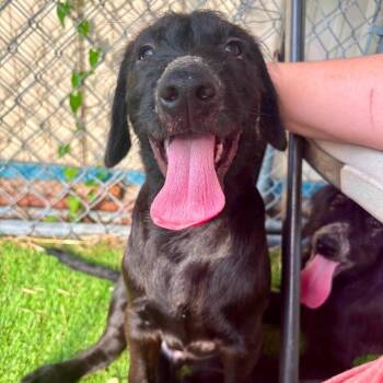 Pinkie -  Schnauzer and Golden Retriever Dog for Adoption in Quakertown, Pennsylvania - Pinkie | PetCurious