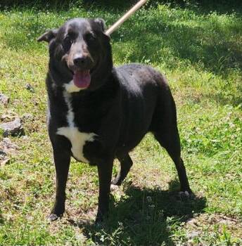 Labrador Retriever Dogs Available for Adoption in Wetumpka, Alabama - 260456  Peaches | PetCurious