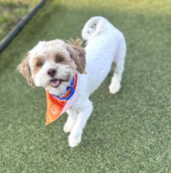 Mixed Breed Dogs Available for Adoption in Wayne, New Jersey - Wishbone | PetCurious