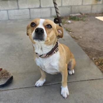 SANDY -  Chihuahua and Mixed Breed Dog for Adoption in Long Beach, California - SANDY | PetCurious