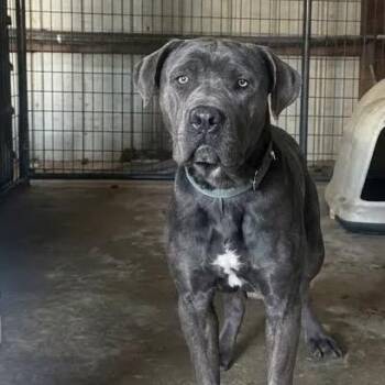 VooDoo AKA Duke RTO -  Cane Corso and Mastiff Dog for Adoption in East St. Louis, Illinois - VooDoo AKA Duke RTO | PetCurious