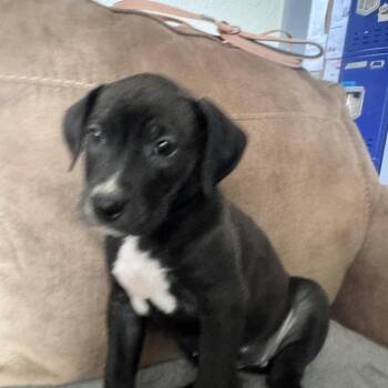 Potato -  Pit Bull Terrier and Labrador Retriever Dog for Adoption in Incline Village, Nevada - Potato | PetCurious