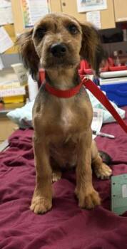 MS. COOKIE -  Terrier Dog for Adoption in Riverside, California - MS. COOKIE | PetCurious