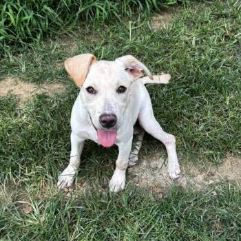Ciara -  Yellow Labrador Retriever and Mixed Breed Dog for Adoption in Brownsboro, Alabama - Ciara | PetCurious
