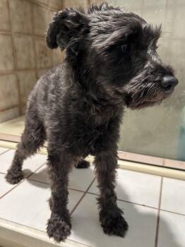 CHLOE -  Schnauzer Dog for Adoption in El Cajon, California - CHLOE | PetCurious