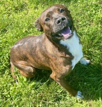 Bentley -  Pit Bull Terrier Dog for Adoption in Glasgow, Kentucky - Bentley | PetCurious