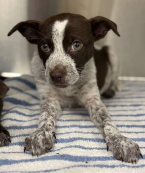 Cattle Dog and Chihuahua Dogs Available for Adoption in Cypress, California - Espresso | PetCurious