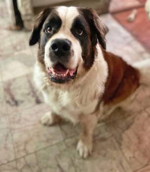 Stella -  Saint Bernard Dog for Adoption in Pittsburgh, Pennsylvania - Stella | PetCurious
