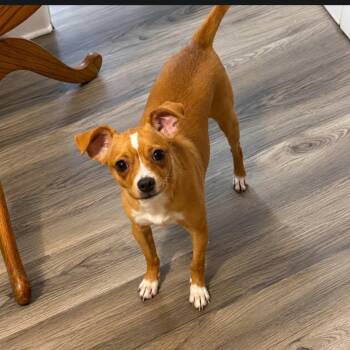 Willow -  Chihuahua Dog for Adoption in Williston, Vermont - Willow | PetCurious