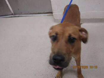 (203) -  Hound Dog for Adoption in Marietta, Georgia - (203) | PetCurious