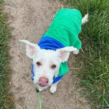 Mixed Breed Dogs Available for Adoption in Murray, Utah - Neil | PetCurious