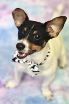 Rat Terrier Dogs Available for Adoption - Red Bull In NH! Come Meet Our Adoptable Dogs Wednesday-Saturday. | PetCurious