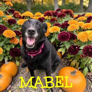 Mabel -  Labrador Retriever Dog for Adoption in Taunton, Massachusetts - Mabel | PetCurious