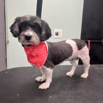 Havanese Dogs Available for Adoption in Zionsville, Indiana - Hailey | PetCurious