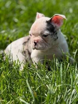 Pippa -  French Bulldog and Boston Terrier Dog for Adoption - Pippa | PetCurious