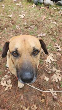 Black Mouth Cur Dogs Available for Adoption in New London, Wisconsin - Brownie | PetCurious