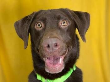 Kyle -  Labrador Retriever and Mixed Breed Dog for Adoption in Portland, Oregon - Kyle | PetCurious
