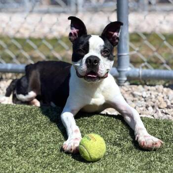 Rescue Boston Terrier Dogs for Adoption in Godfrey, Illinois - Duncan | PetCurious