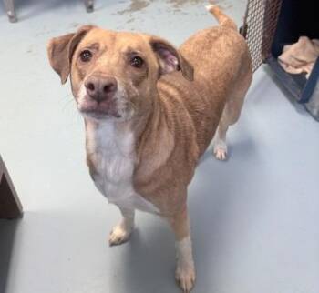 Jack Russell Terrier and Labrador Retriever Dogs Available for Adoption - Knox | PetCurious