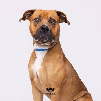 Joe -  Terrier Dog for Adoption in Tampa, Florida - Joe | PetCurious