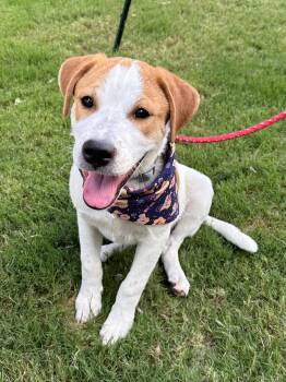 Spot -  American Foxhound and Black Mouth Cur Dog for Adoption in Southlake, Texas - Spot | PetCurious