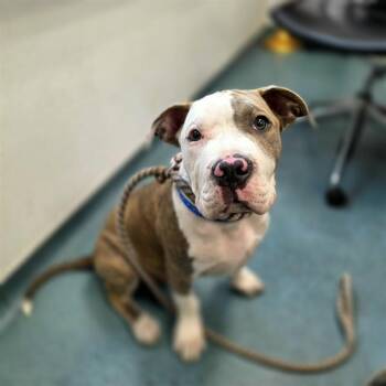 Pit Bull Terrier Dogs Available for Adoption - ALFREDO | PetCurious
