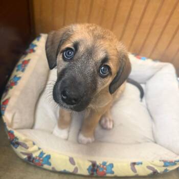 Darcie -  Mixed Breed Dog for Adoption in Corinth, Mississippi - Darcie | PetCurious