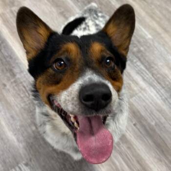 Lucky -  Corgi Dog for Adoption in Muncie, Indiana - Lucky | PetCurious