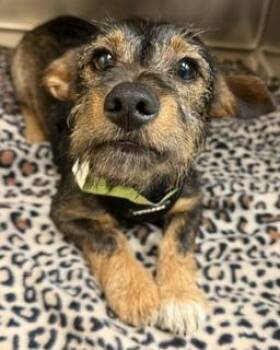 Bluey -  Dachshund and Schnauzer Dog for Adoption in Dothan, Alabama - Bluey | PetCurious