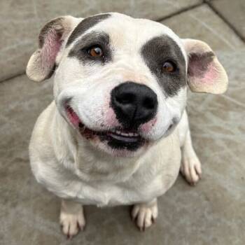 Rescue American Staffordshire Terrier and Mixed Breed Dogs for Adoption in Turlock, California - Betty Sue | PetCurious