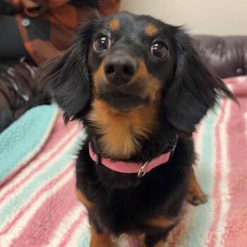 Dachshund Dogs Available for Adoption - Amara | PetCurious