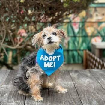 Malibu (was Lilo) -  Yorkshire Terrier Dog for Adoption in Pacific Grove, California - Malibu (was Lilo) | PetCurious