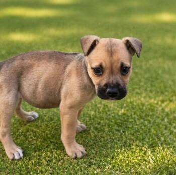 Pit Bull Terrier and Mixed Breed Dogs Available for Adoption in Carmel Hamlet, New York - Luna (Thunder Pack) | PetCurious