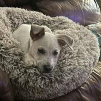 Pearl -  Mixed Breed Dog for Adoption in Eastford, Connecticut - Pearl | PetCurious