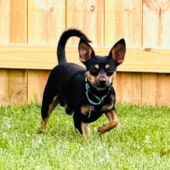 Larry -  Chihuahua and Dachshund Dog for Adoption in La Grange, Kentucky - Larry | PetCurious
