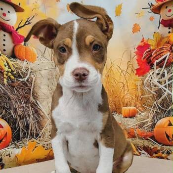 Rescue Hound and Pit Bull Terrier Dogs for Adoption in Griswold, Connecticut - Ross | PetCurious