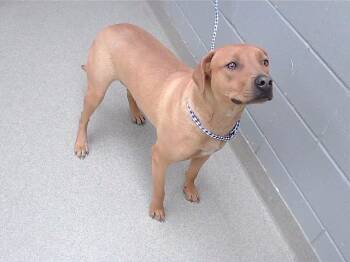 Labrador Retriever and Mixed Breed Dogs Available for Adoption in Omaha, Nebraska - HANNIBAL | PetCurious