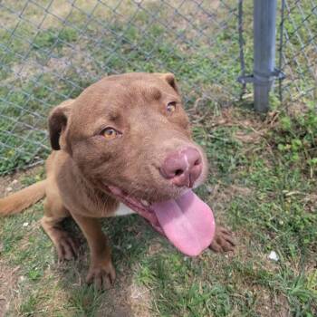 Pit Bull Terrier and Mixed Breed Dogs Available for Adoption in Beaumont, Texas - Farce | PetCurious