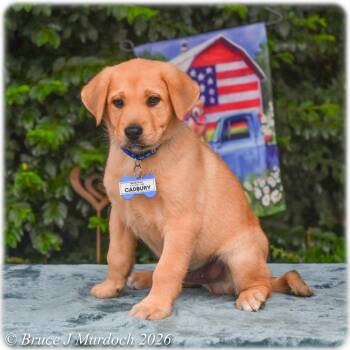 Cadbury -  Labrador Retriever Dog for Adoption in Wake Forest, North Carolina - Cadbury | PetCurious