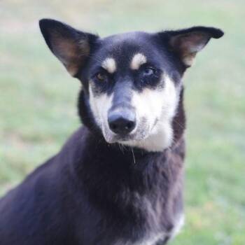 MILLIE -  Doberman Pinscher Dog for Adoption in San Antonio, Texas - MILLIE | PetCurious