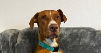 Rescue Vizsla Dogs for Adoption in San Antonio, Texas - Tina | PetCurious