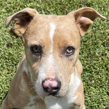 Espresso -  Mixed Breed Dog for Adoption in Blairsville, Georgia - Espresso | PetCurious