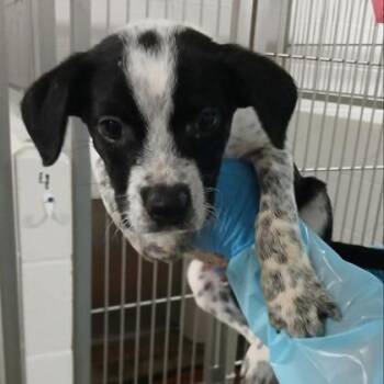 Anarchy -  Cattle Dog and Mixed Breed Dog for Adoption in Kansas City, Missouri - Anarchy | PetCurious